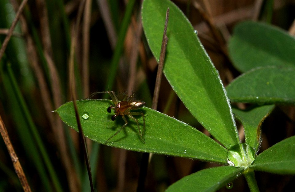 Spider (Arachnida, Araneae)