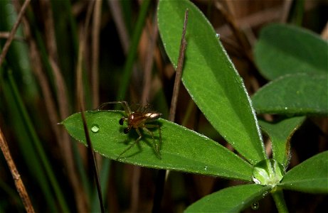 Spider (Arachnida, Araneae) photo