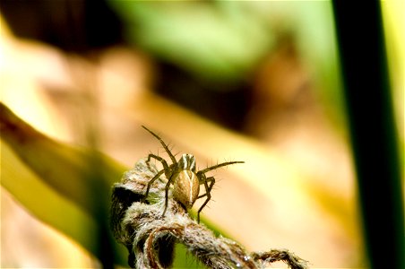 Spider (Arachnida, Araneae) photo