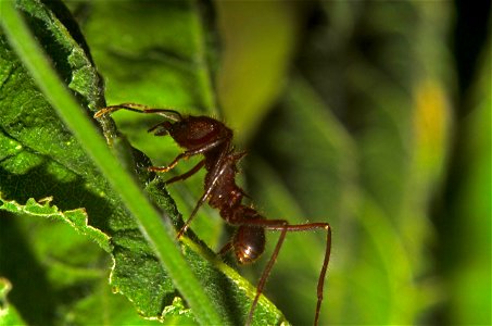 Leafcutter forager (Atta texana) photo