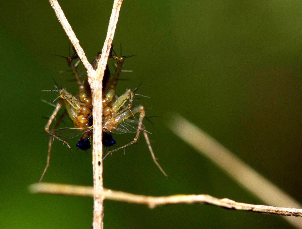 Spider (Arachnida, Araneae)