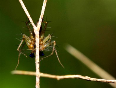 Spider (Arachnida, Araneae) photo