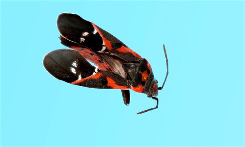 Small Milkweed Bug (Lygaeidae, Lygaeus kalmii) photo