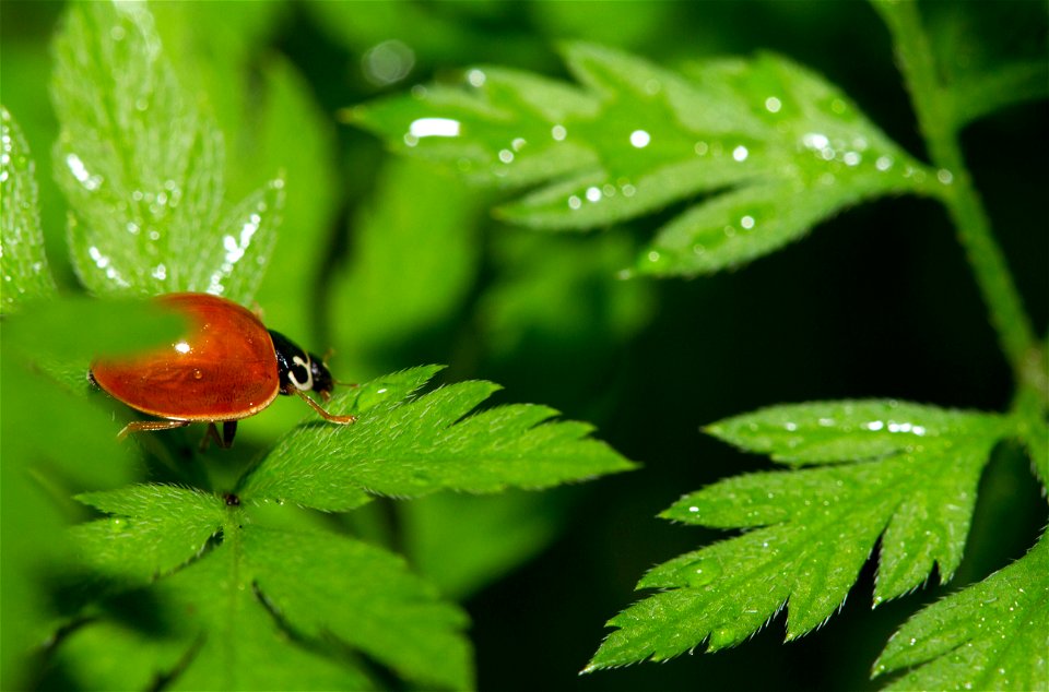 Spotless Lady Beetle (Cycloneda sp.)