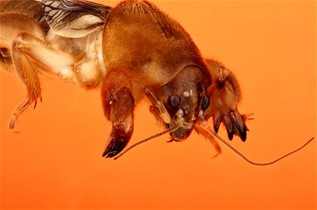 Mole Cricket (Orthoptera, Gryllotalpidae) photo