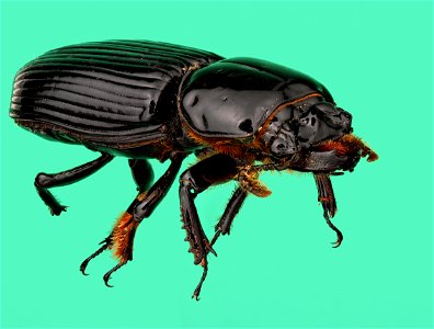 Bess Beetle (Coleoptera, Passalidae) photo