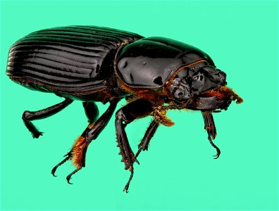 Bess Beetle (Coleoptera, Passalidae)