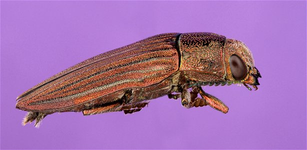 Jewel Beetle (Coleoptera, Buprestidae) photo