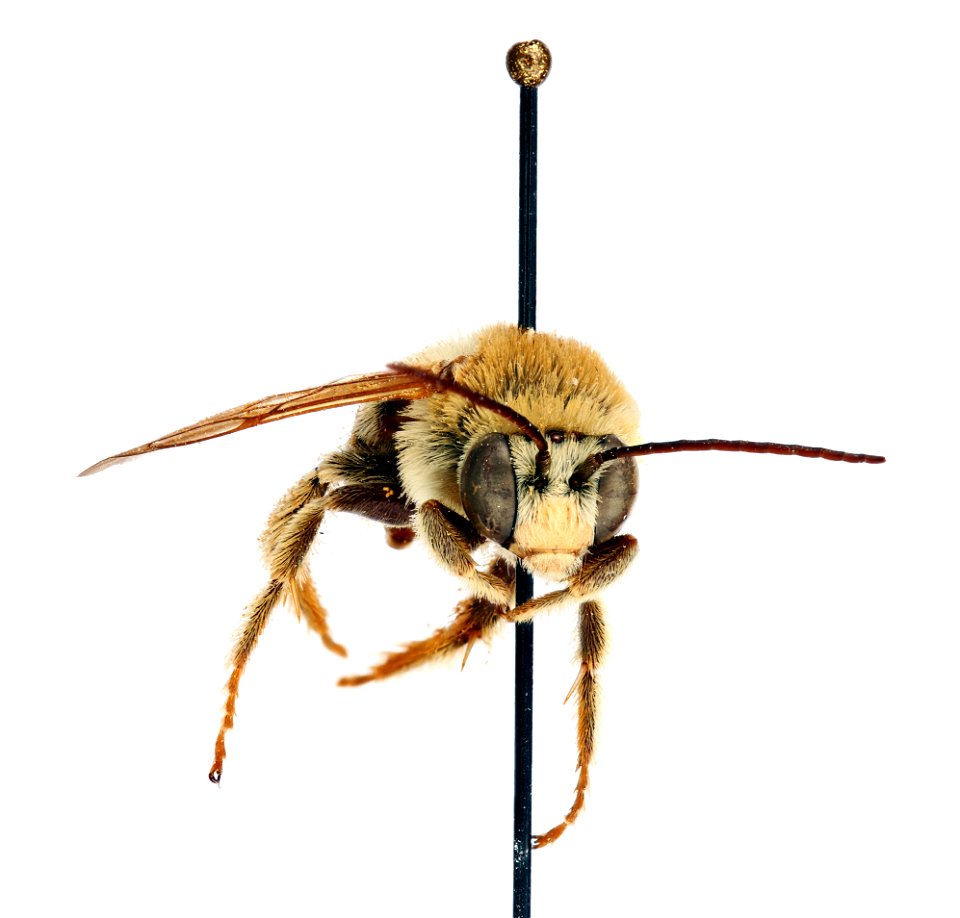 Hymenoptera Apoidea -- Longhorn Bee