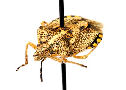 Agonoscelis puberula Stål -- African Clusterbug