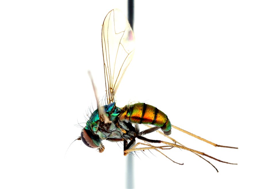 Long-legged fly, Dolichopodidae