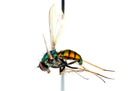 Long-legged fly, Dolichopodidae