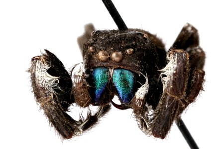 Phidippus audax -- Bold Jumping Spider