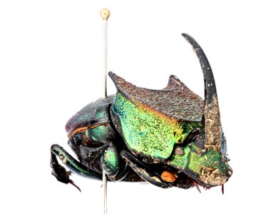 Phanaeus vindex photo