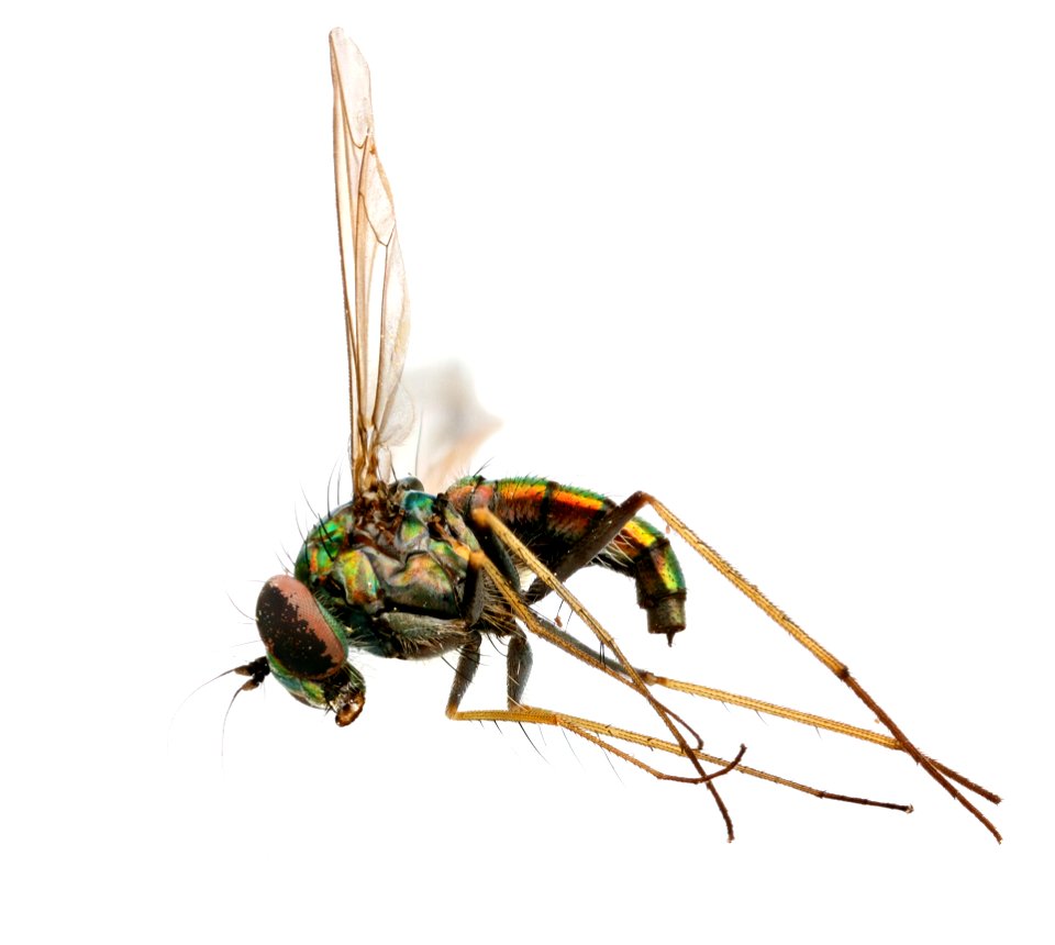Long-legged fly, Dolichopodidae