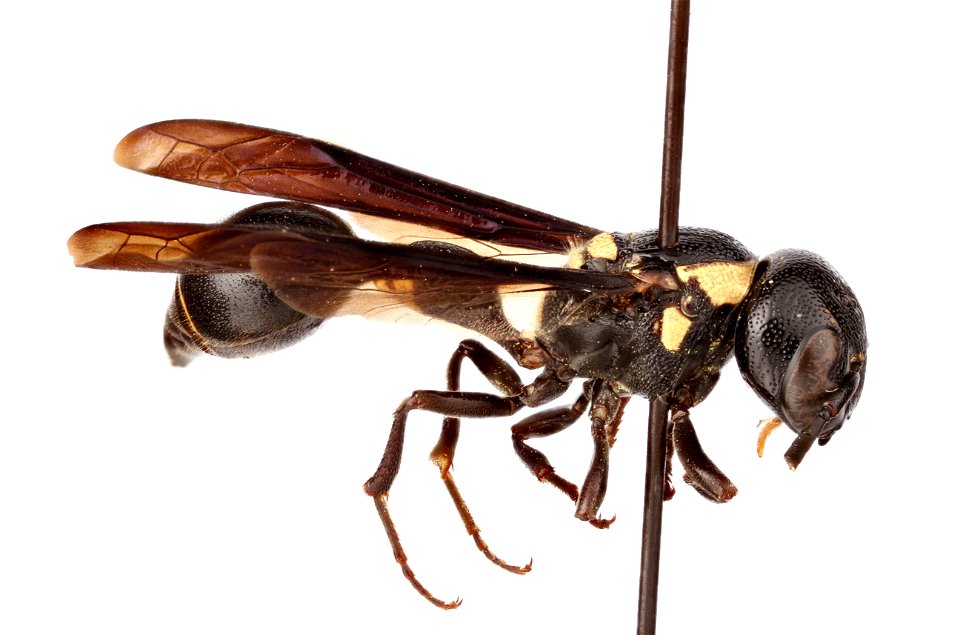 Vespidae: Eumeninae -- Potter Wasp