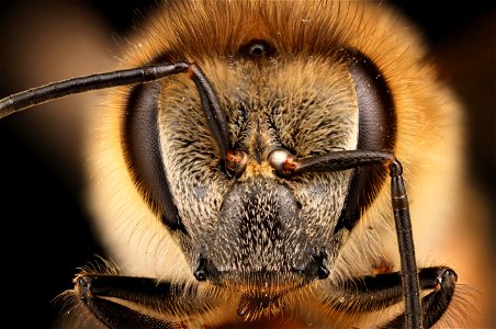 Honey bee photo