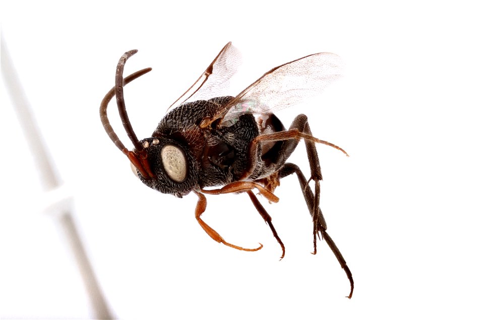 Hyptia sp. Evaniidae