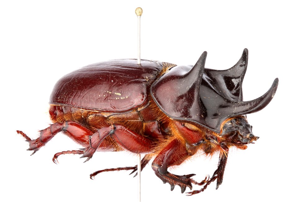 Coleoptera Scarabaedae Dynastinae Strategus Aloeus Julianus -- Rhinoceros Beetle