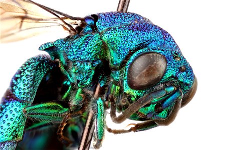 Chrysididae - Cuckoo Wasp photo