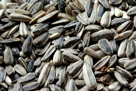 Food grains nutrition