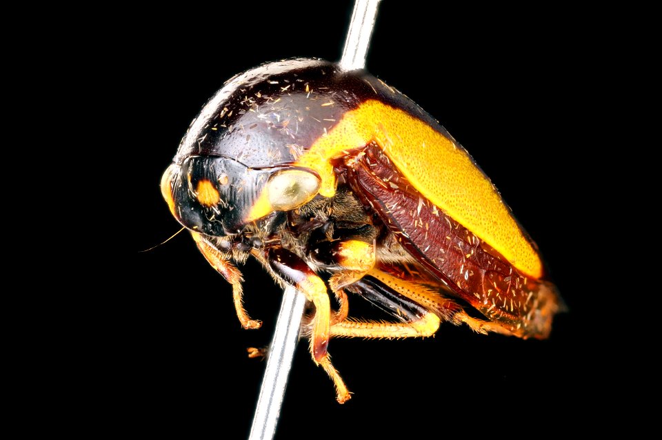 Tree hopper - Membracidae