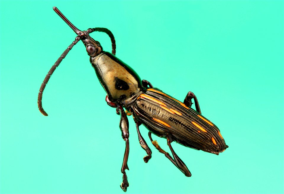 Straight-snouted Weevil (Coleoptera, Brentidae)