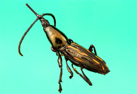 Straight-snouted Weevil (Coleoptera, Brentidae) photo