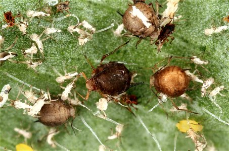 Aphid mummies - Aphidae - Braconidae