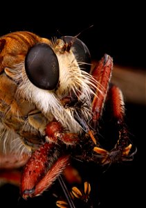 Promachus hinei - Robber Fly