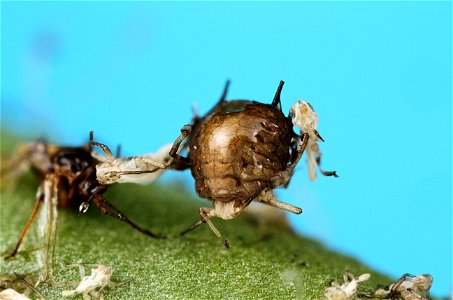 Aphid mummy - Aphidae - Braconidae photo