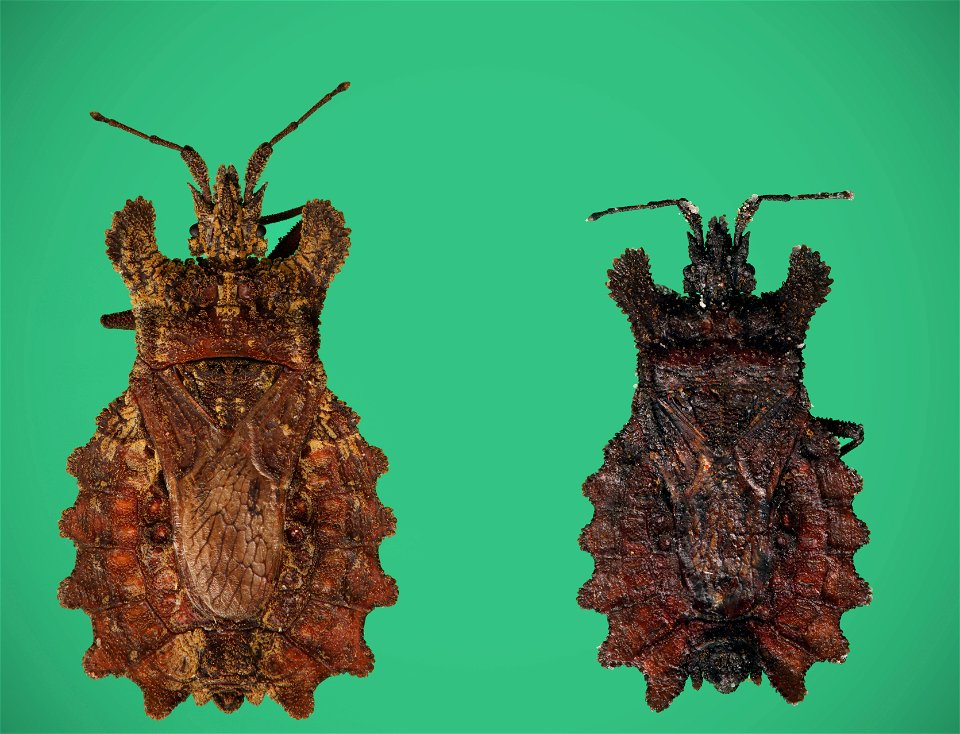 Aradidae