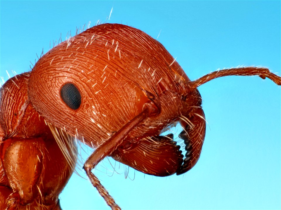Pogonomyrmex comanche