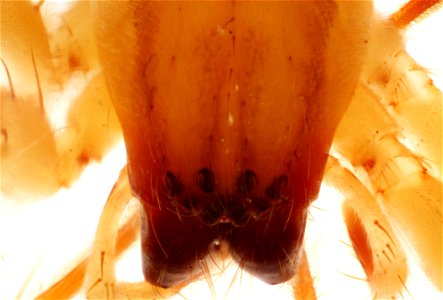 Dorsal View of Ghost Spider (Aniphaenidae) photo