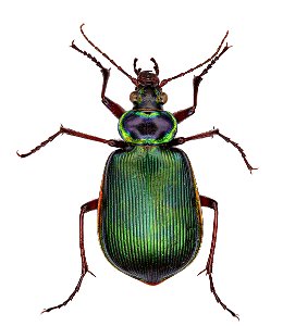 Calosoma scrutator photo