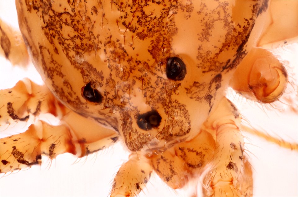 Spitting Spider (Family Scytotidae)