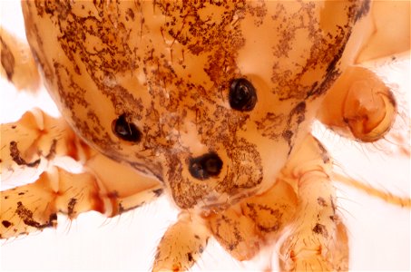 Spitting Spider (Family Scytotidae)
