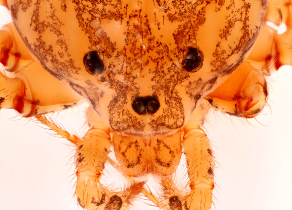 Spitting Spider, dorsal view (Family Scytotidae)