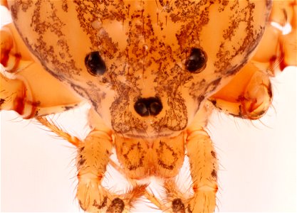 Spitting Spider, dorsal view (Family Scytotidae) photo