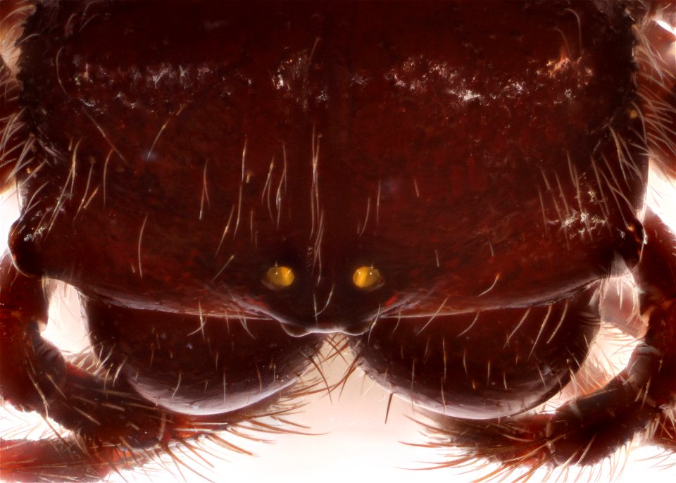 Spiny orb-weaver, Dorsal view (Genus Gasteracantha)