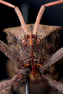 Acanthocephala femorata