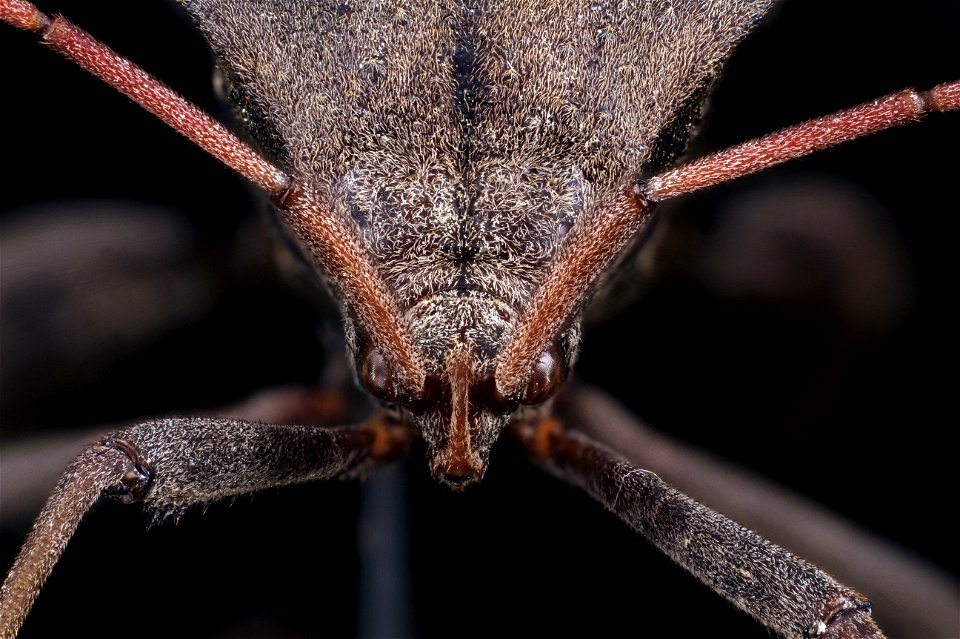 Acanthocephala femorata