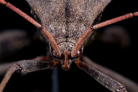 Acanthocephala femorata photo