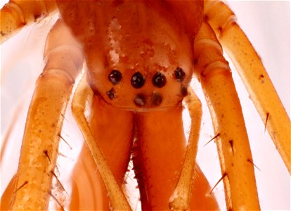 Long-jawed Orb Weaver, Dorsal View (Family Tetragnathidae)