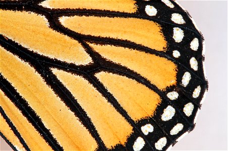 Danaus plexippus