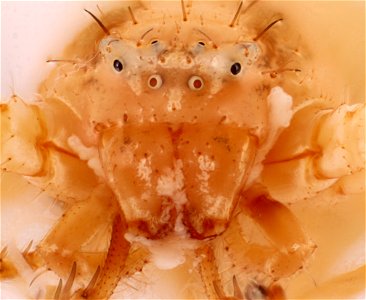 Unidentified Crab Spider, Anterior View (Family Thomisidae)