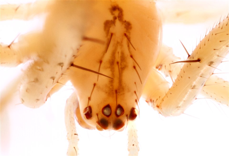 Pirate Spider, Dorsal view (Family Mimetidae)