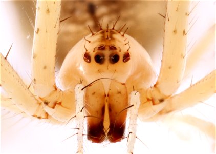 Pirate Spider, Anterior view (Family Mimetidae) photo