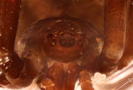 Black Widow Spider, Anterior view (Genus Latrodectus)