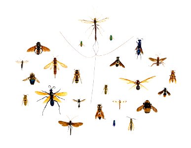 Assorted Hymenoptera in the University of Texas Insect Collection photo